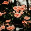 Roses In My Backpack(feat. TAIJUAN) - English&Taijuan