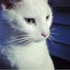 Contemplation - Blondi