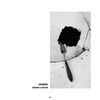 False Criticism (Original Mix) - Van Morph
