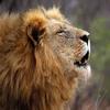Lion - KUNA