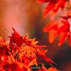 Fresh Maple - allunare.