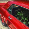 Cherry Red - Slight