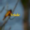 Triole - Nela Sancia