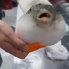 Puffer Fish Dance - Omar Meho
