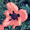 Happy Flower - Jelly Tape&Shee-wa