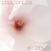 Magnolia - Carl Finlow