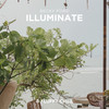Illuminate - Becky Ford