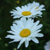 Flowers - Bright Light&alxnd.