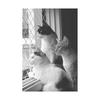 Three Cats In The Morning - hadari