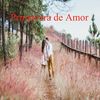 Primavera de Amor - Melodia