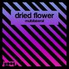 Multilateral - Dried Flower