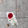 Rose from Concrete(feat. Blvck Achilles & Durazzo) (Explicit) - HMZA.&Blvck Achilles&DURAZZO