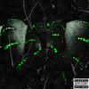 Slimez(feat. GEOVONNIEx) (Explicit) - MTM J-Ville&GEOVONNIEX