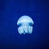 Jellyfish (Demo) - MG Project