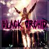 Praise The Sun - Black Orchid