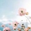丁香花 (cover: 唐磊) - 孙朋雷