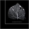 Noit (Original Mix) - Dieru