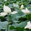 向前走别回头 - 马炼洲