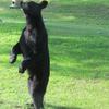 The Bear is Hungry - Teaganbear