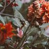 Flowers (Explicit) - J Magnus