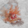 Tertulia - Ellle Fach