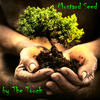 Mustard Seed - Paula Williams&William Wilson