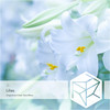 Lilies (Clean Tears Remix) - illi (JPN)&Clean Tears