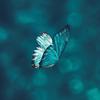 FLY (Explicit) - King Bunny
