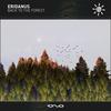 Back to the Forest - Eridanus&Luke James