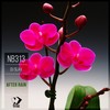 After Rain (Original Mix) - Dj Slav