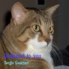 Dedicated To You - Sergio Guarneri