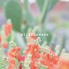 Wildflowers - DI60&Dj Leonardo Rafael