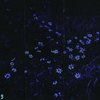 Tranquil - Comma Sounds