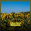 Undomesticated Macrocosm - Veng Pato