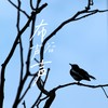 布谷声声 (伴奏) - 张超