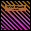 Prolusory - Dried Flower