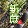 榄核斩蔗 - 灵山村帮