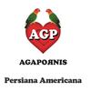 Persiana Americana - Agapornis