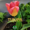 Tulipa (Original Mix) - Elvirra Strayzi&Boldashov