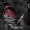 Butterfly (Explicit) - P4pZz&DNY