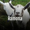 I Wanna Be Loved - Sergio Mendez&Bossa Rio