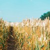 跪着也要走完的路 - 陈恳