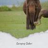 Steve Is The One - Diane Emond