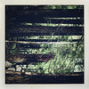 Something in the Trees - Moosefly