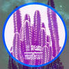 Mode Wins (Original Mix) - Allwardz