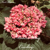 Modern Day Cowboys (Demo|Explicit) - FORT KNOX