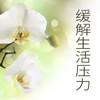 自然雨声 - KANJIAN疗愈_静心助眠