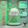 Seeds - Alrak&Jhesha