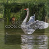 Goose On The Water (Original Mix) - Questionwork