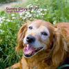 Sunny Days Of 77 - Sergio Guarneri